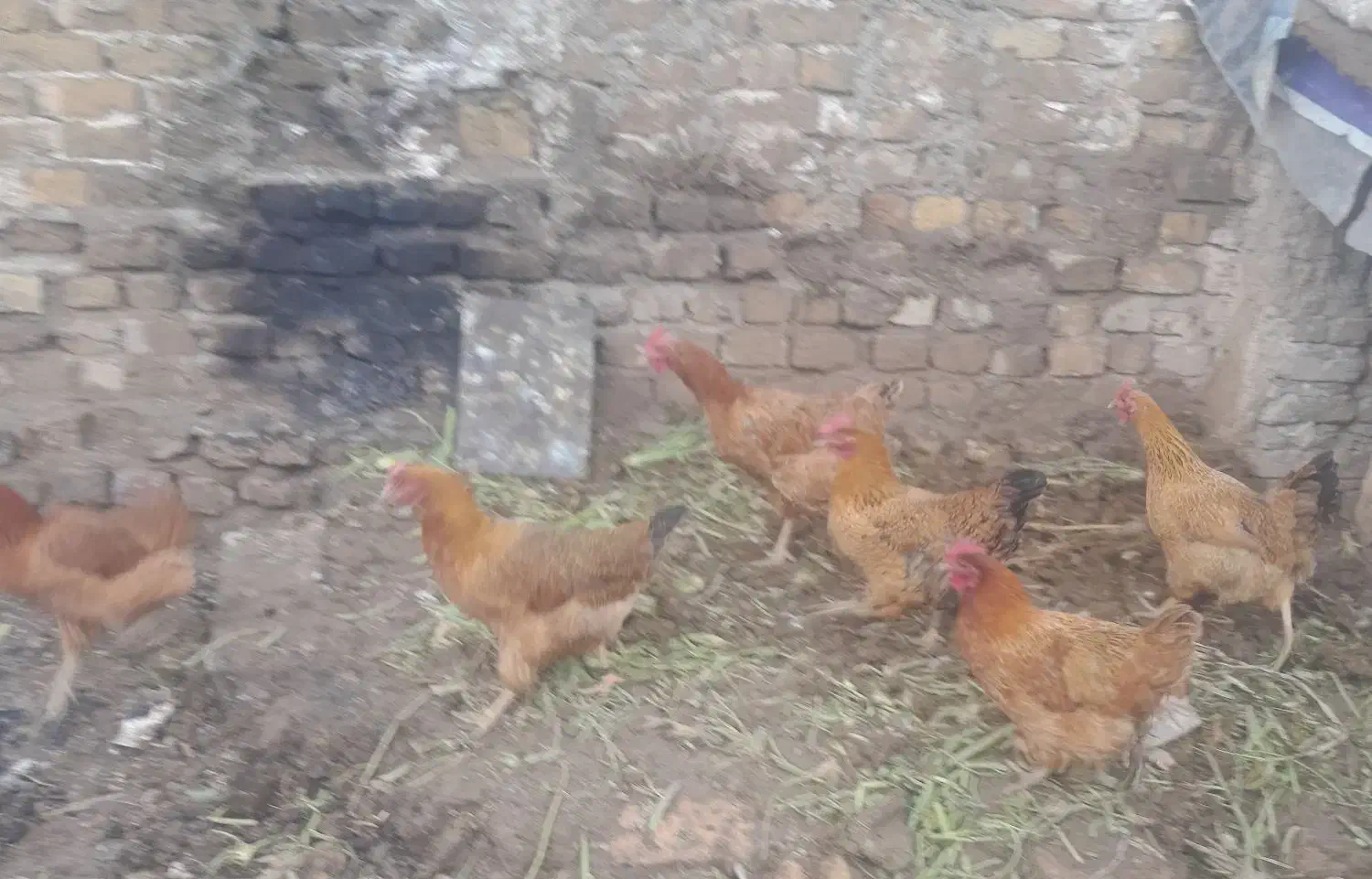 مرغ محلی|حیوانات مزرعه|قزوین, |دیوار