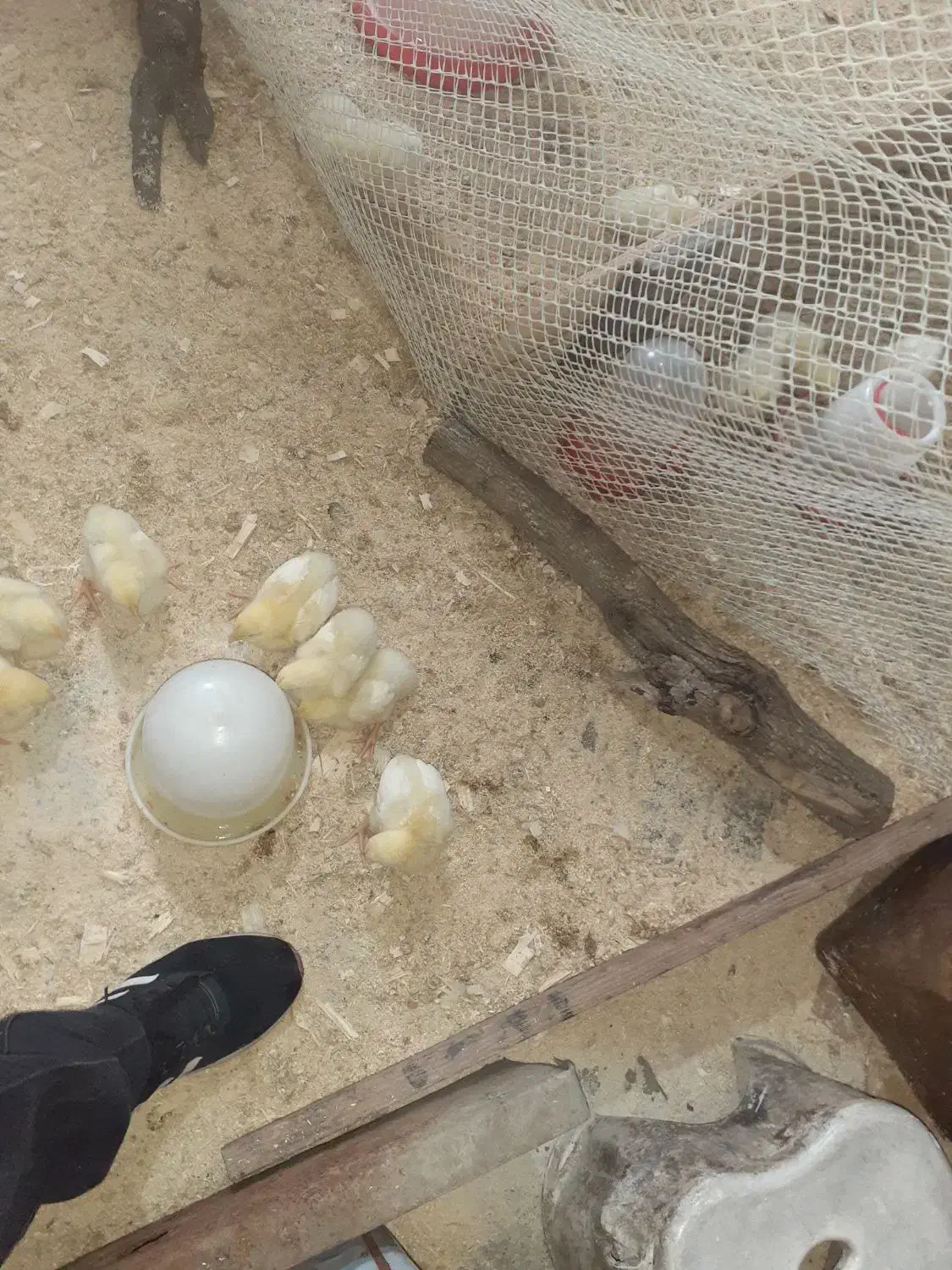 جوجه گوشتی راس|حیوانات مزرعه|رضوانشهر, |دیوار