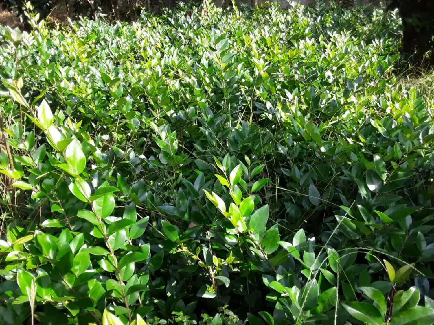 یاس|گل و گیاه طبیعی|چابکسر, |دیوار