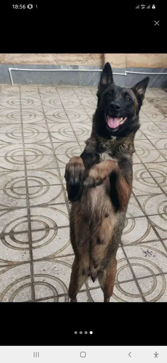 سگ مالی نیوز بلژیکی (سگ گارد) محافظ و نگهبان|سگ|تهران, لاله زار|دیوار