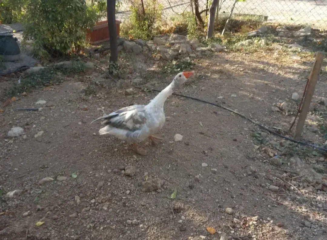 قاز نرو ماده|حیوانات مزرعه|زرنه, |دیوار