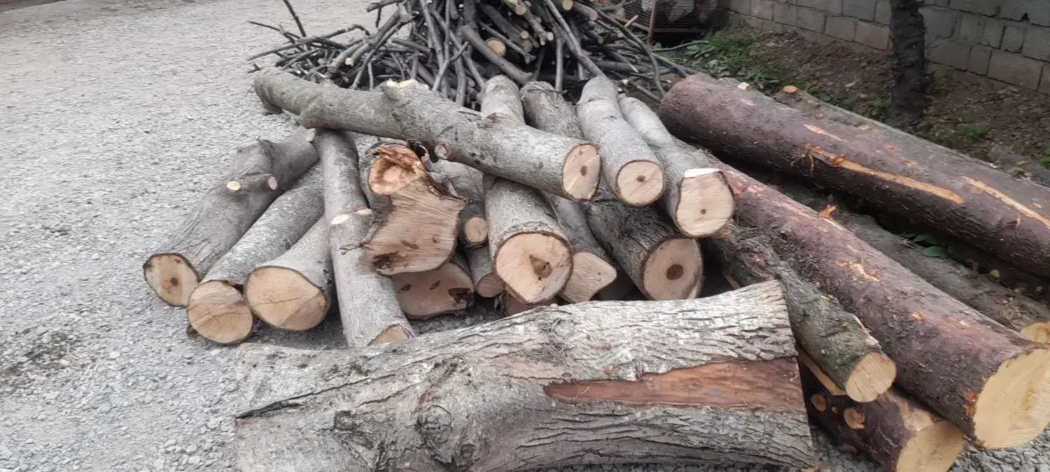 خریدچوب وانواع درختان باغی قطع برش هرس|خدمات باغبانی و درختکاری|نوشهر, |دیوار