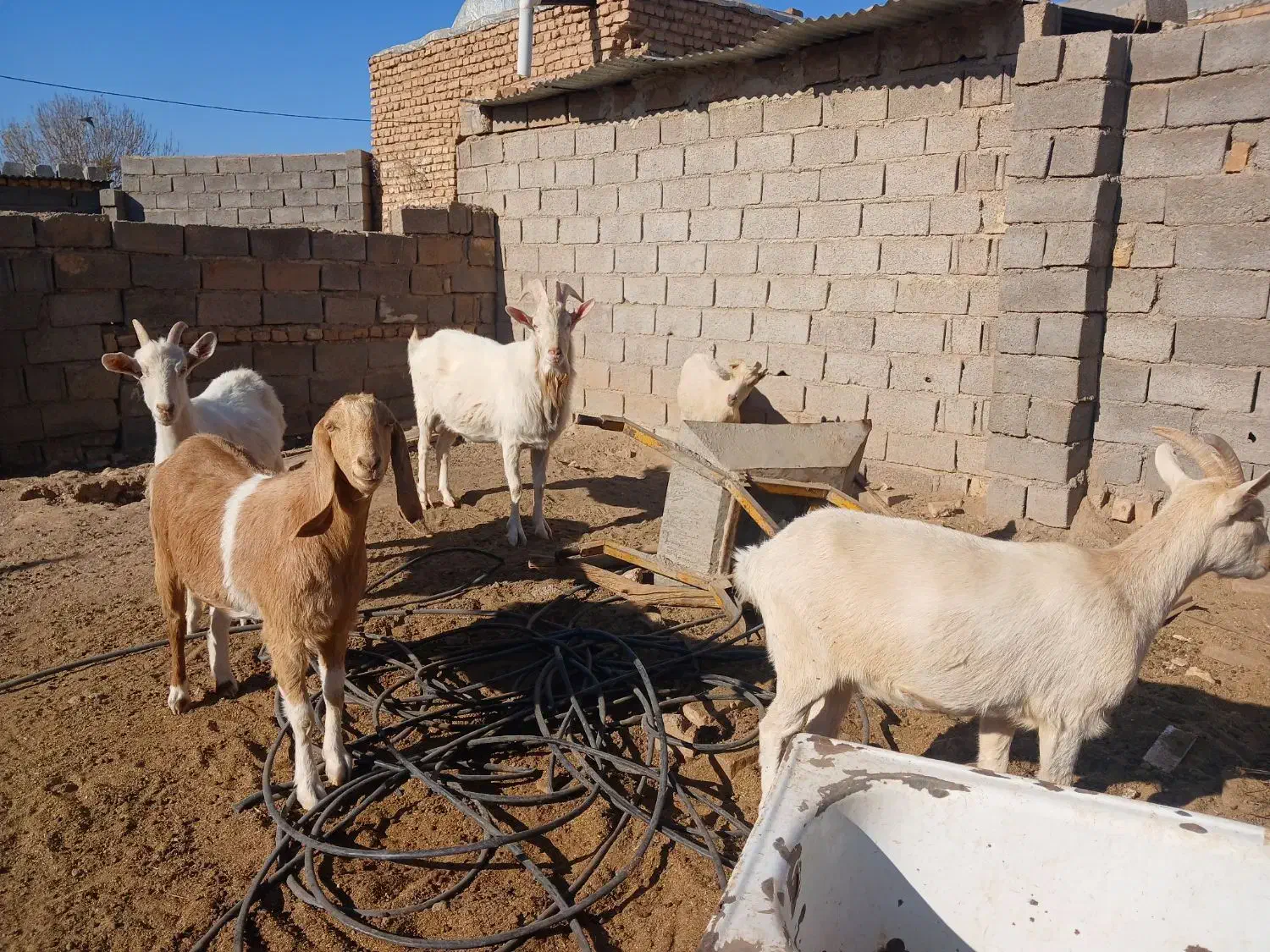 بز س|حیوانات مزرعه|تربت جام, معدآباد|دیوار