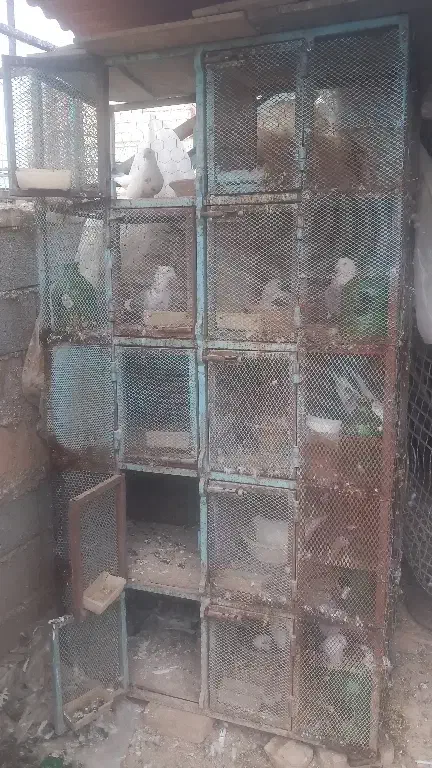 جفتکن کفتر کبوتر|لوازم جانبی حیوانات|گرمسار, |دیوار