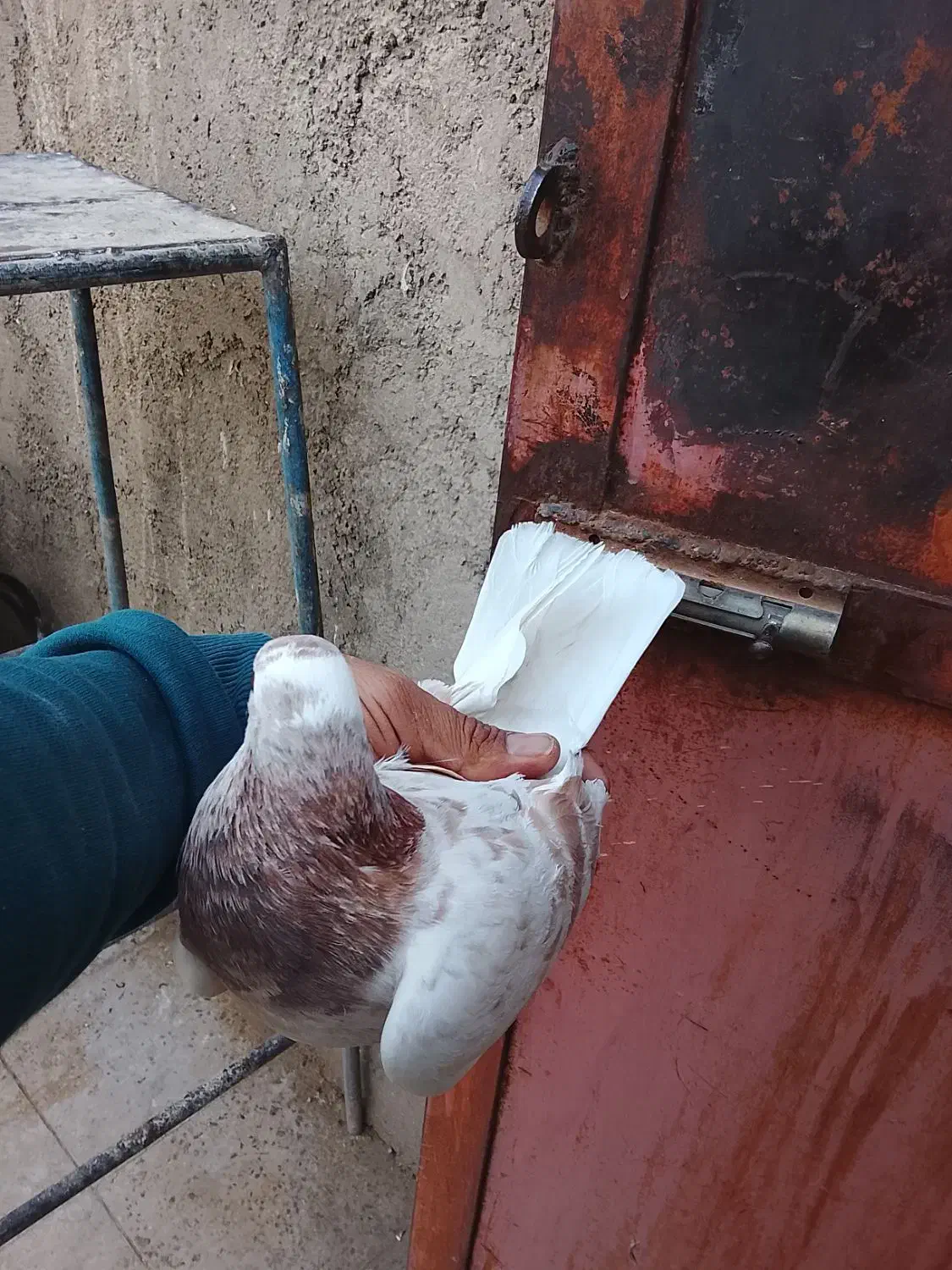 ۱۰۰|پرنده|ری, ولی آباد|دیوار