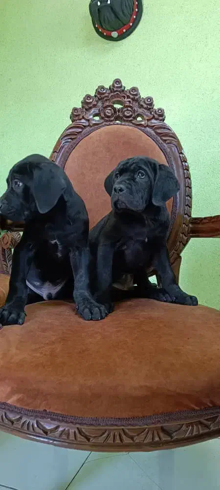 سگهای اشرافی و خاص کین کورسو CANCORSO|سگ|گرمدره, |دیوار