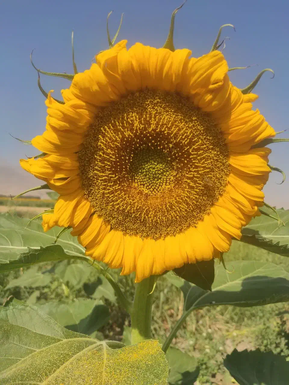 بذرآفتابگردان اصل اصل|خدمات باغبانی و درختکاری|ارومیه, |دیوار