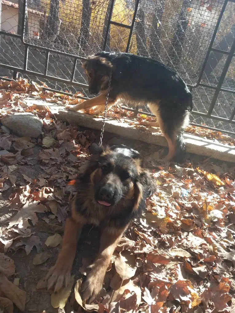 سگ ژرمن شیبر اصل نر و ماده|سگ|چهارباغ, |دیوار