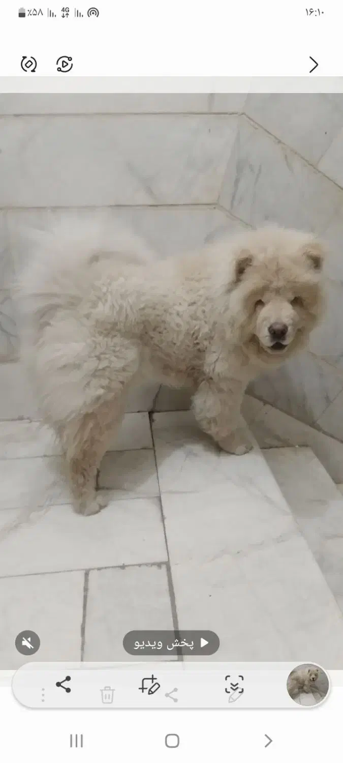 چاو چاو|سگ|جیرفت, |دیوار