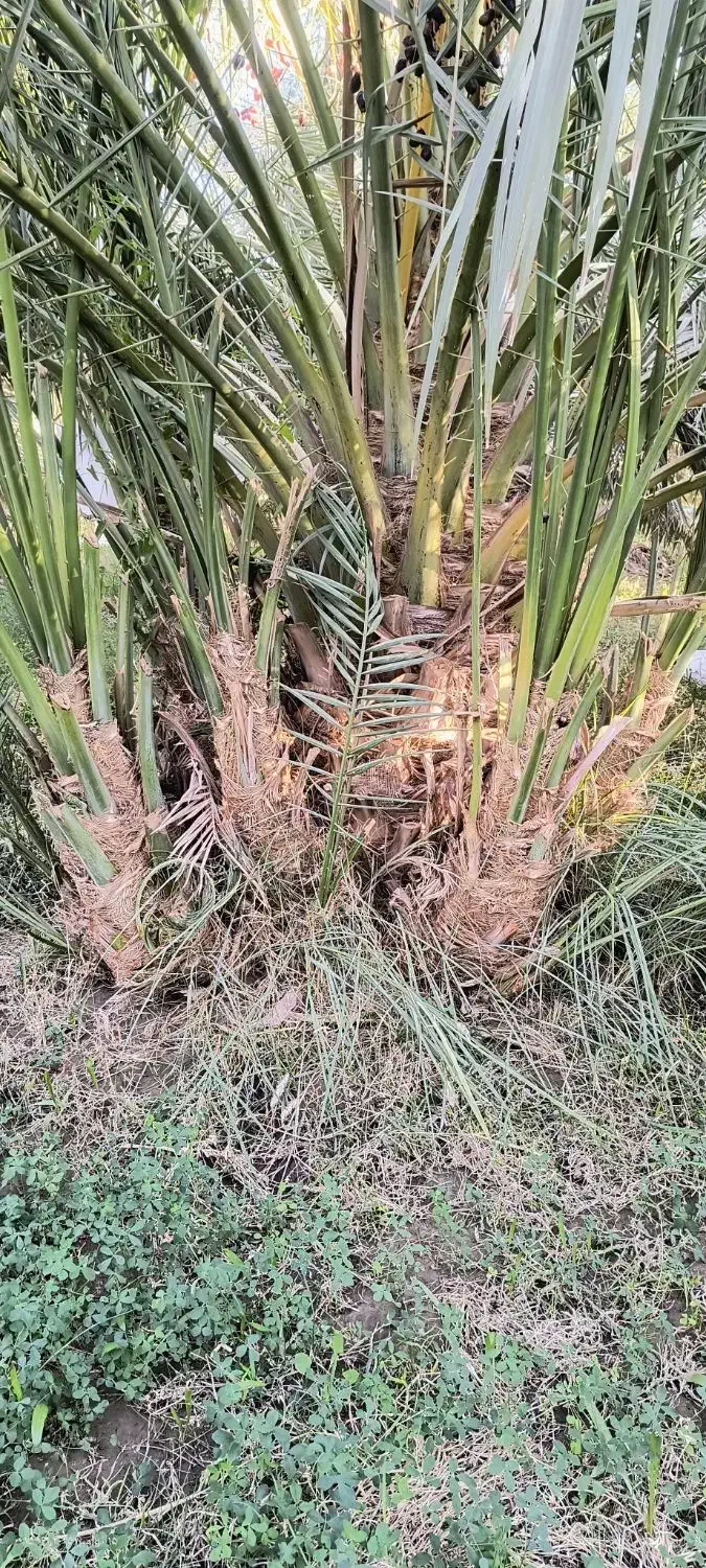 جنگ مضافتی|گل و گیاه طبیعی|گنبکی, |دیوار