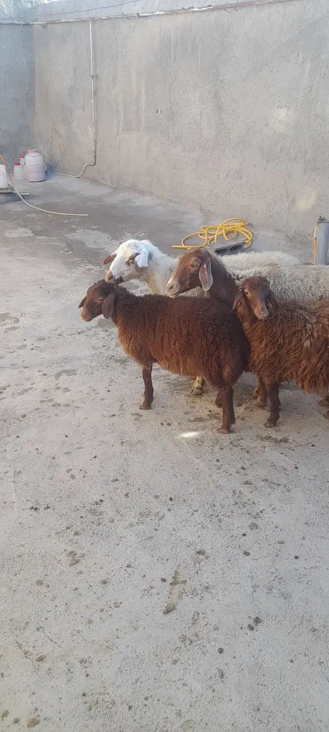 پز و برخ|حیوانات مزرعه|دهگلان, |دیوار