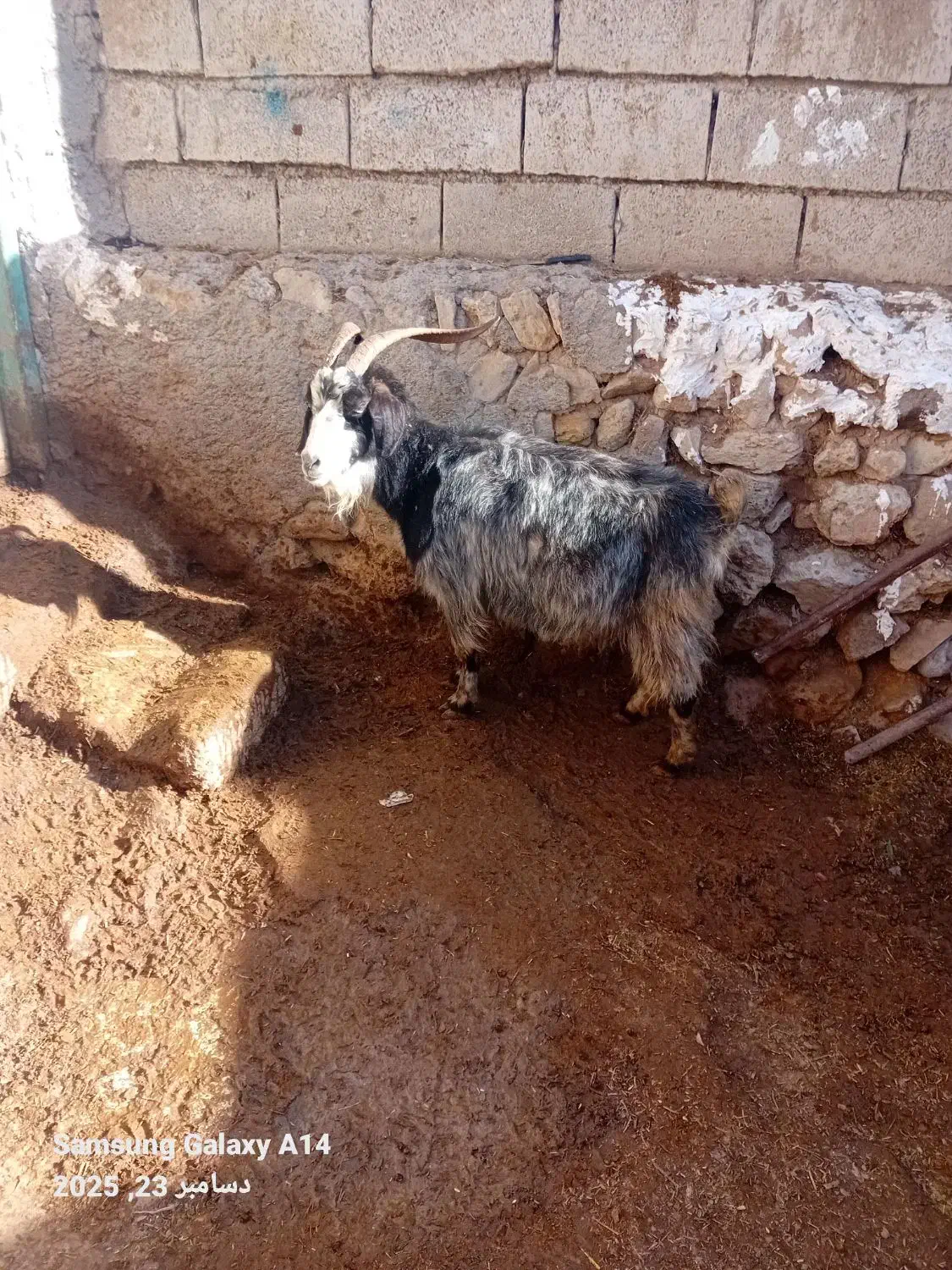 ۱عدد بز ماده برای قربانی وزن ۴۳کیلو|حیوانات مزرعه|اردبیل, |دیوار