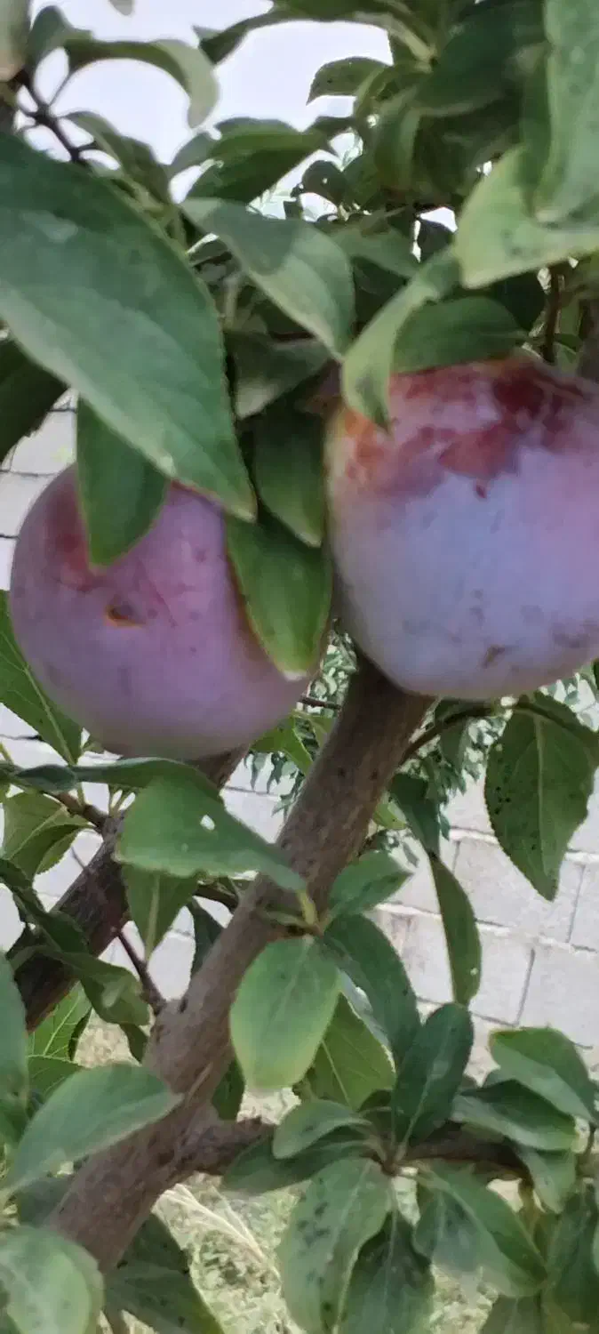 زمین به متراژ ۲۲۰۰متر ۹کیلومتری شهیدکلانتری|فروش دفتر صنعتی، کشاورزی، تجاری|ارومیه, |دیوار