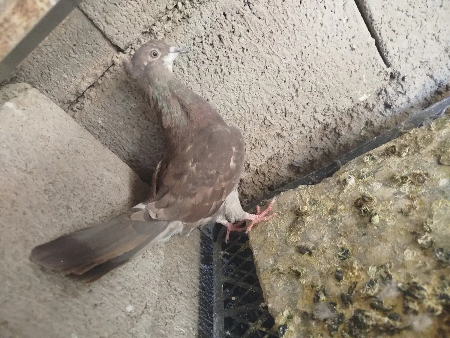 کله دم سبز|پرنده|خانمیرزا, |دیوار