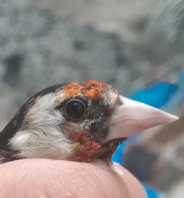 سهره جوجه سال و قناری سرخ ذات قدیم  زیبا|پرنده|شیراز, قلعه نو|دیوار