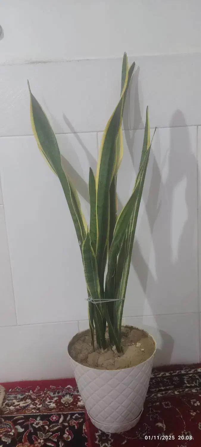 گل و گیاه|گل و گیاه طبیعی|اصفهان, شاهد|دیوار