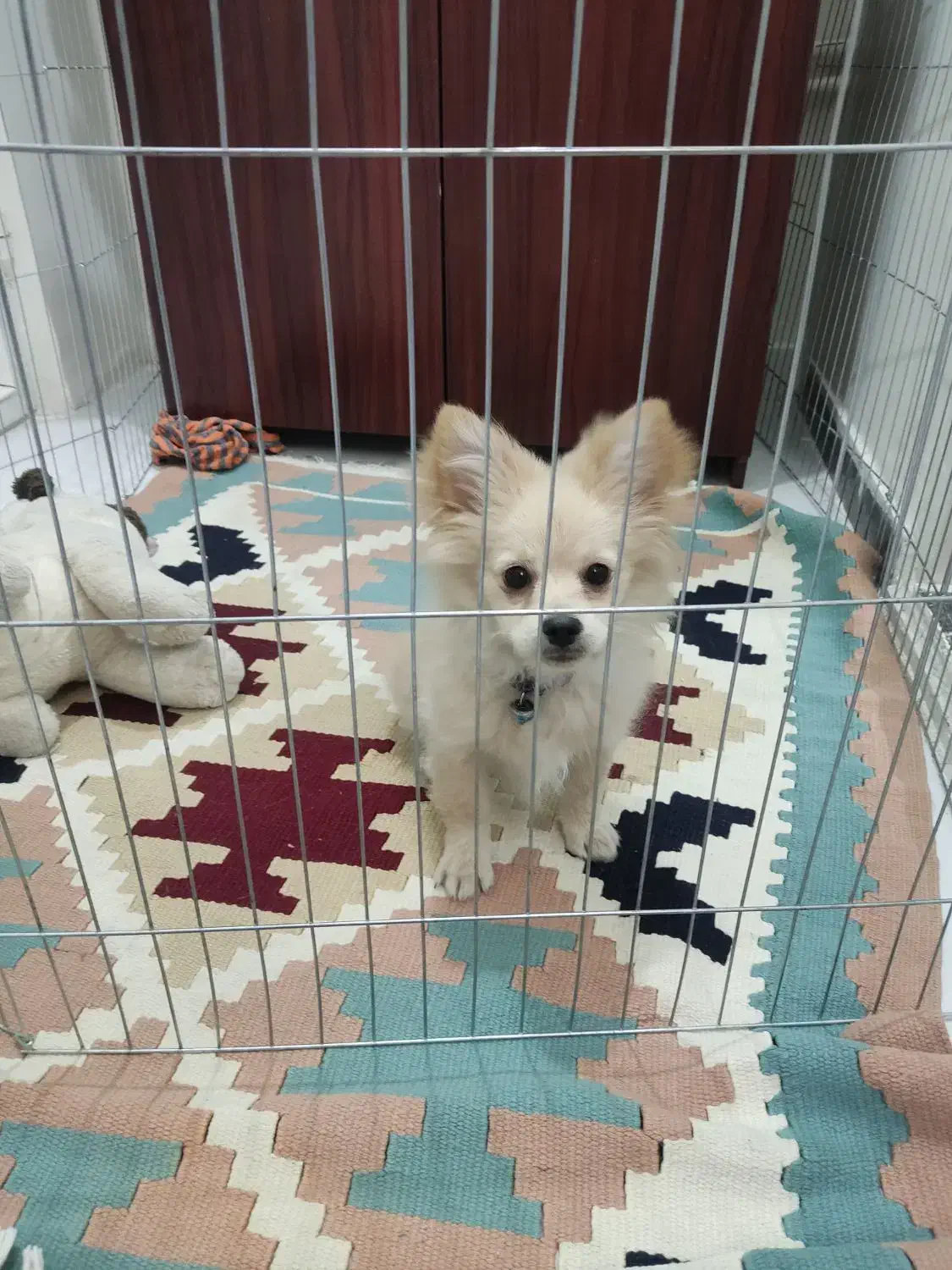 سگ ۳ ماهه پامرین.واکسن و دارای شناسنامه.قیمت ۲ توم|سگ|تهران, باغ فیض|دیوار