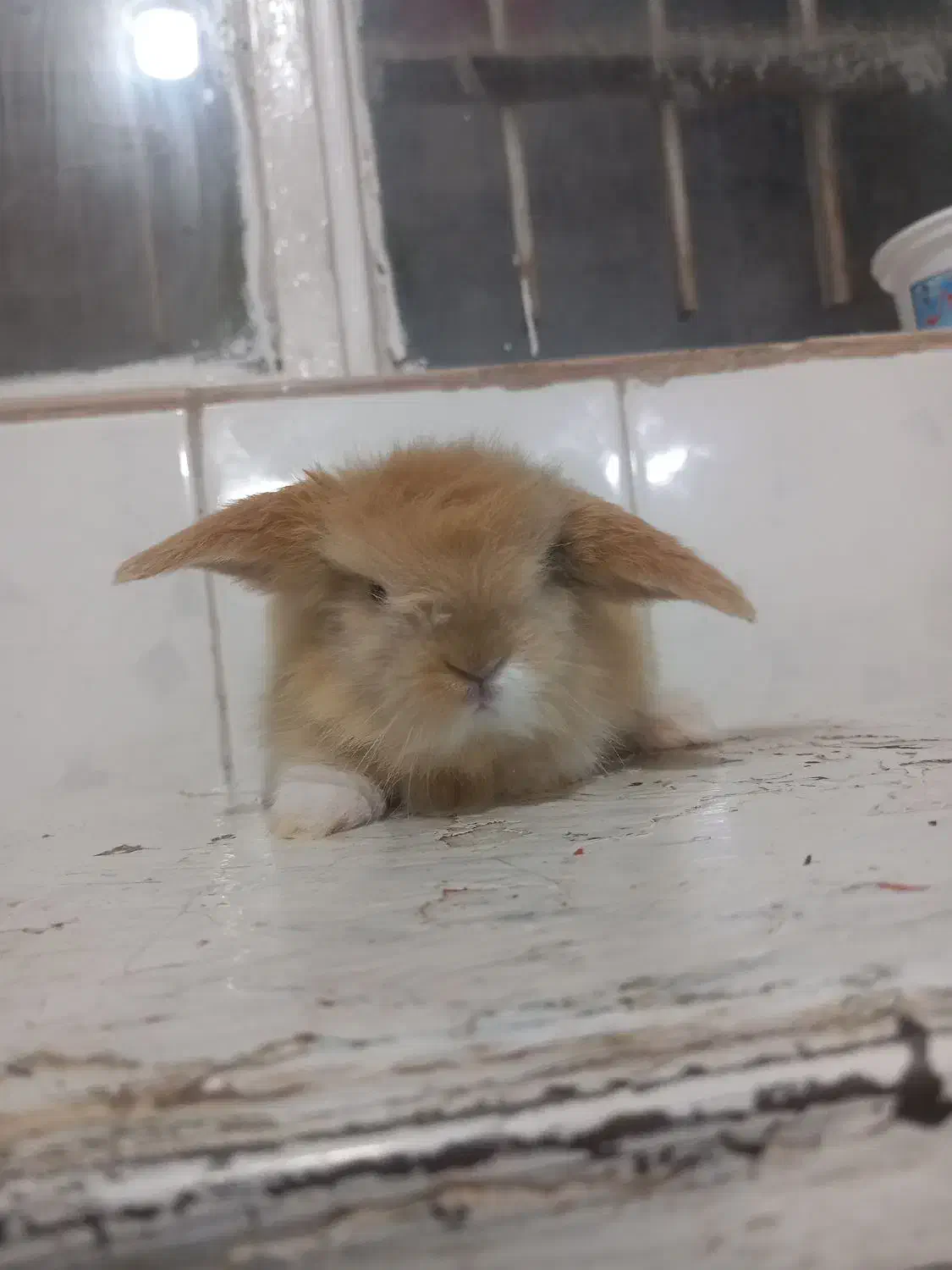 بچه خرگوش لوپ اصل|موش و خرگوش|تربت جام, جامی|دیوار