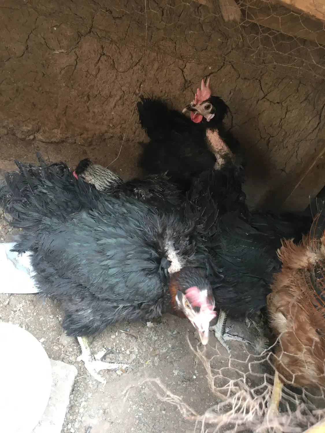 مرغ سیاه تخم گذار|حیوانات مزرعه|رفسنجان, |دیوار