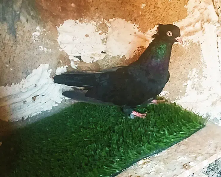 کبوتر زآغ ابادانی اصل|پرنده|دوگنبدان, |دیوار