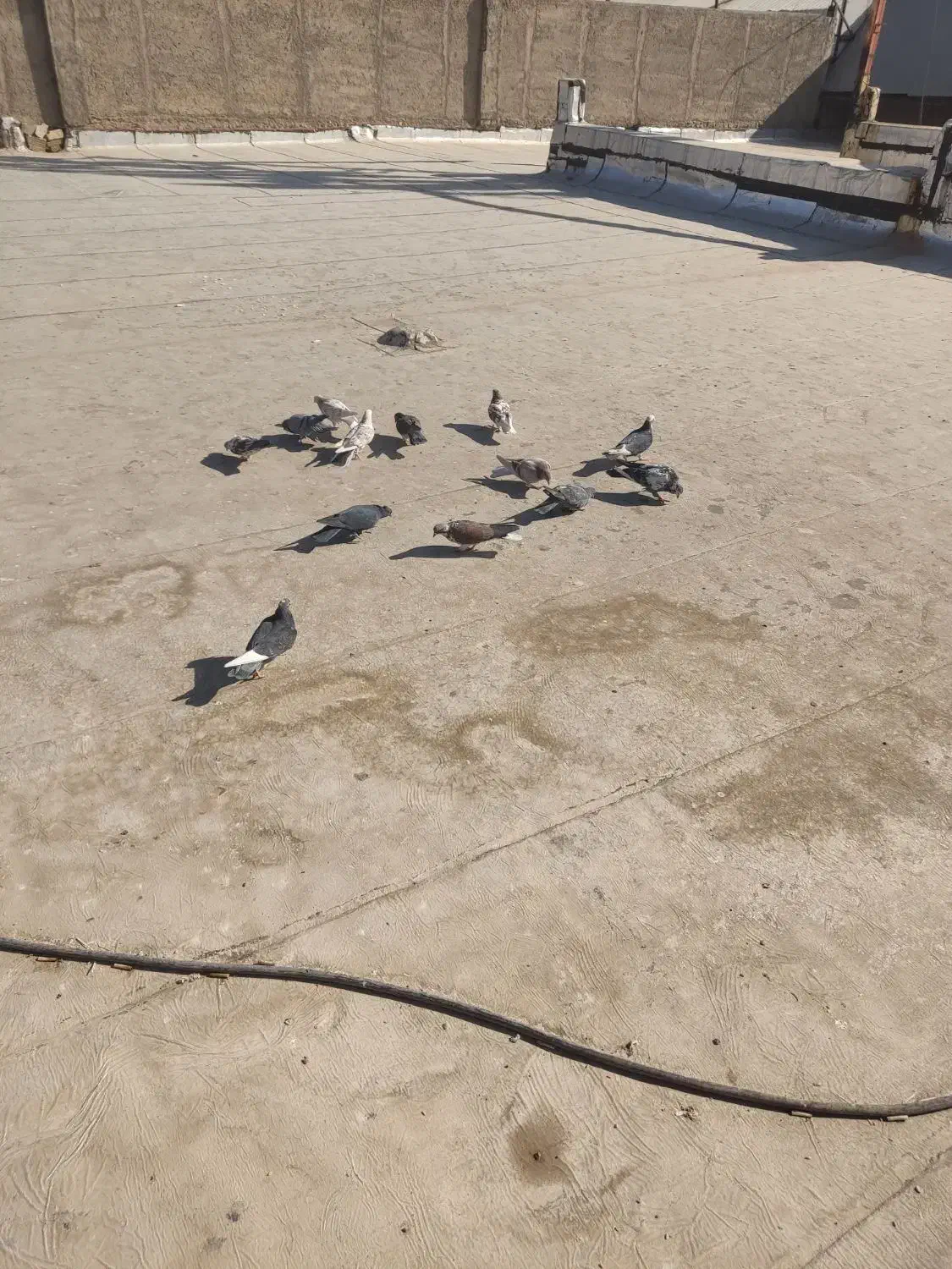 کفتر خوب پرشی ب ضمانت|پرنده|سلفچگان, |دیوار