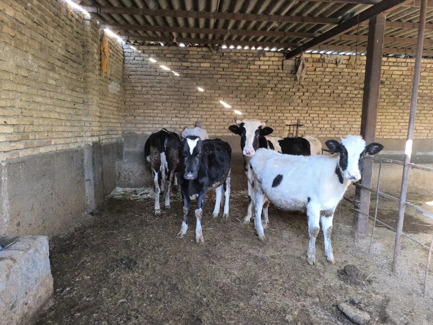 گوساله نر وماده|حیوانات مزرعه|بیلوار, |دیوار