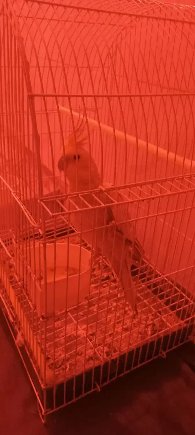 عروس هلندی  ماده|پرنده|کیاشهر, |دیوار