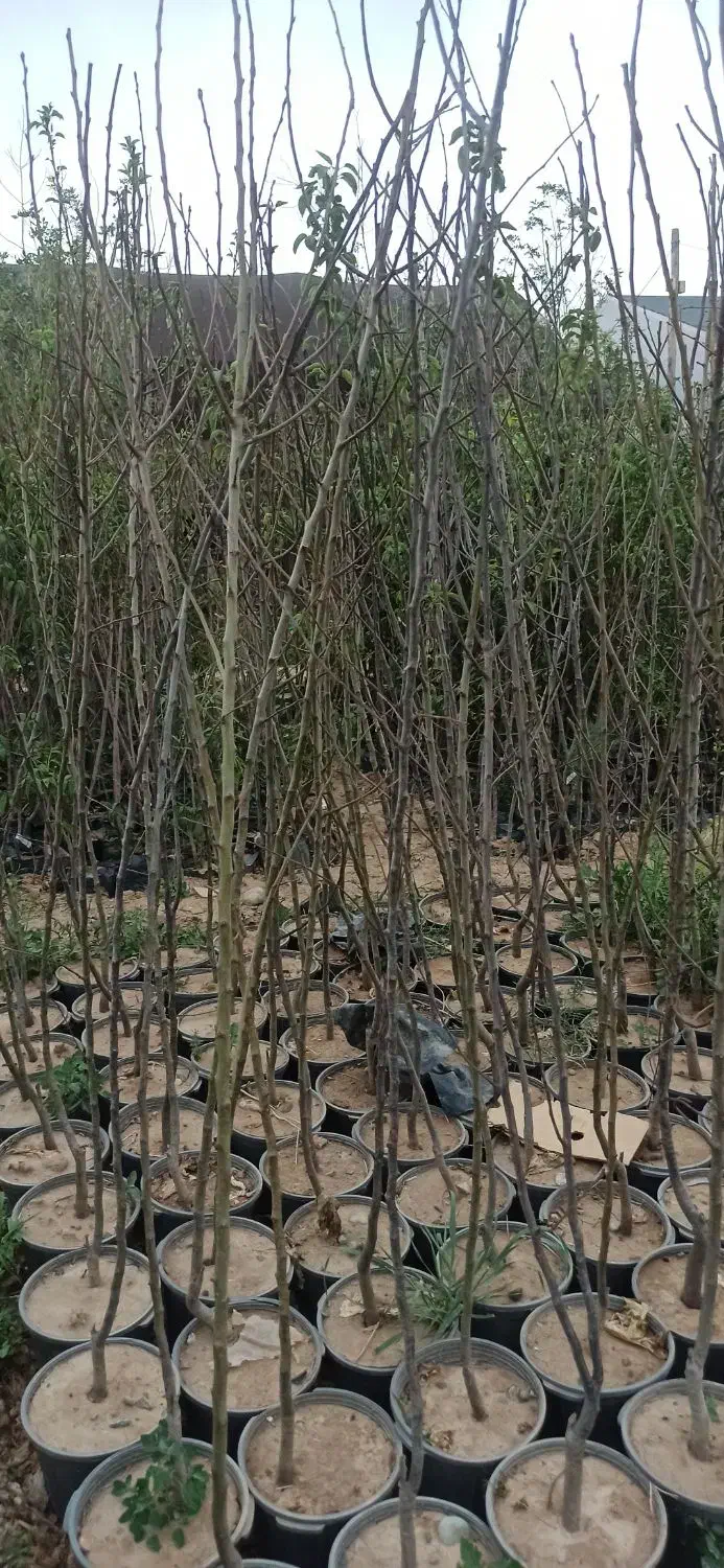 باغبانی و سمپاشی و فروش نهال|گل و گیاه طبیعی|ورامین, ورامین|دیوار