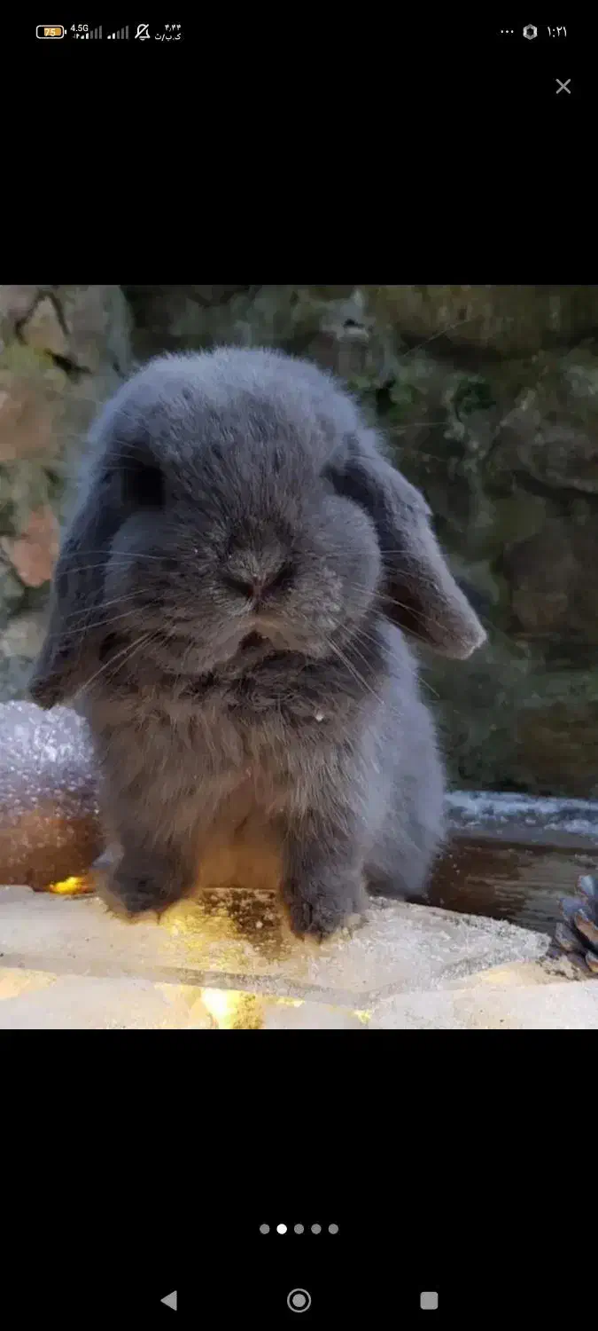 خرگوش لوپ|موش و خرگوش|رشت, رشتیان|دیوار