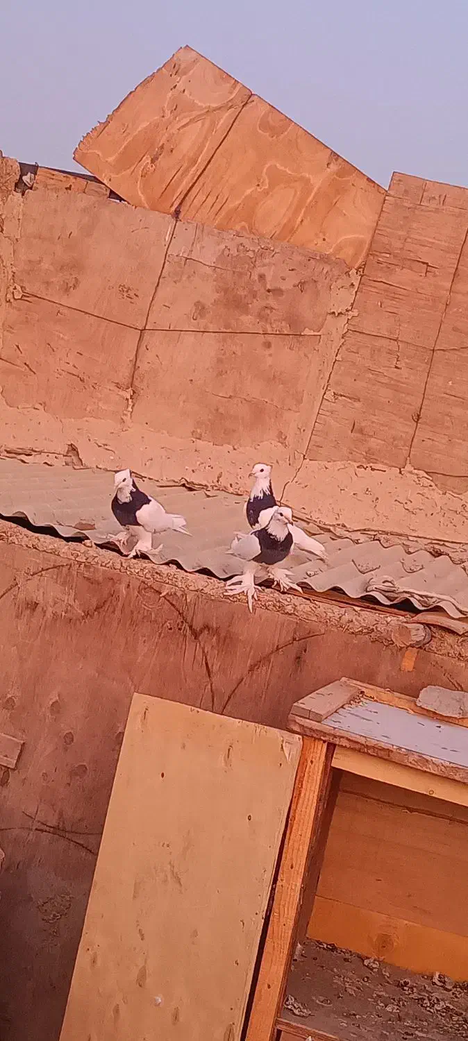 کفتر طوقی دم سفید بلژیکی.بادکنکی شازده. سرخ آبادان|پرنده|باقرشهر, |دیوار