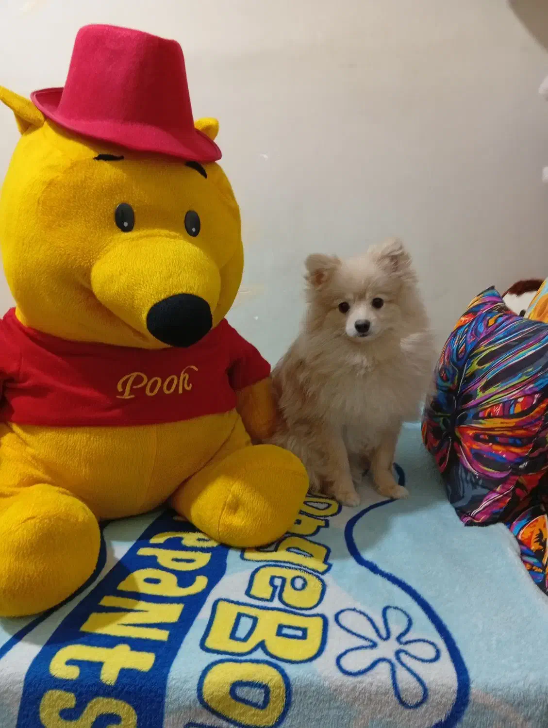 آقا چیکو پامر تربیت شده|سگ|تهران, شهرآرا|دیوار