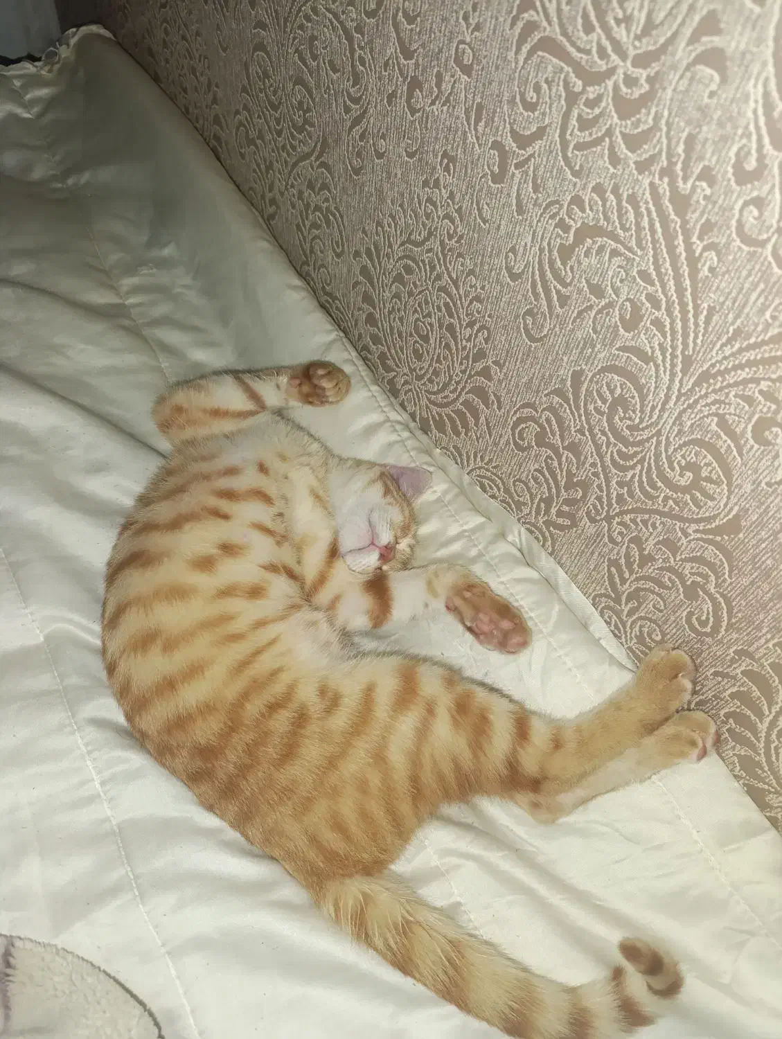 گربه واگذاری|گربه|شیراز, گویم|دیوار