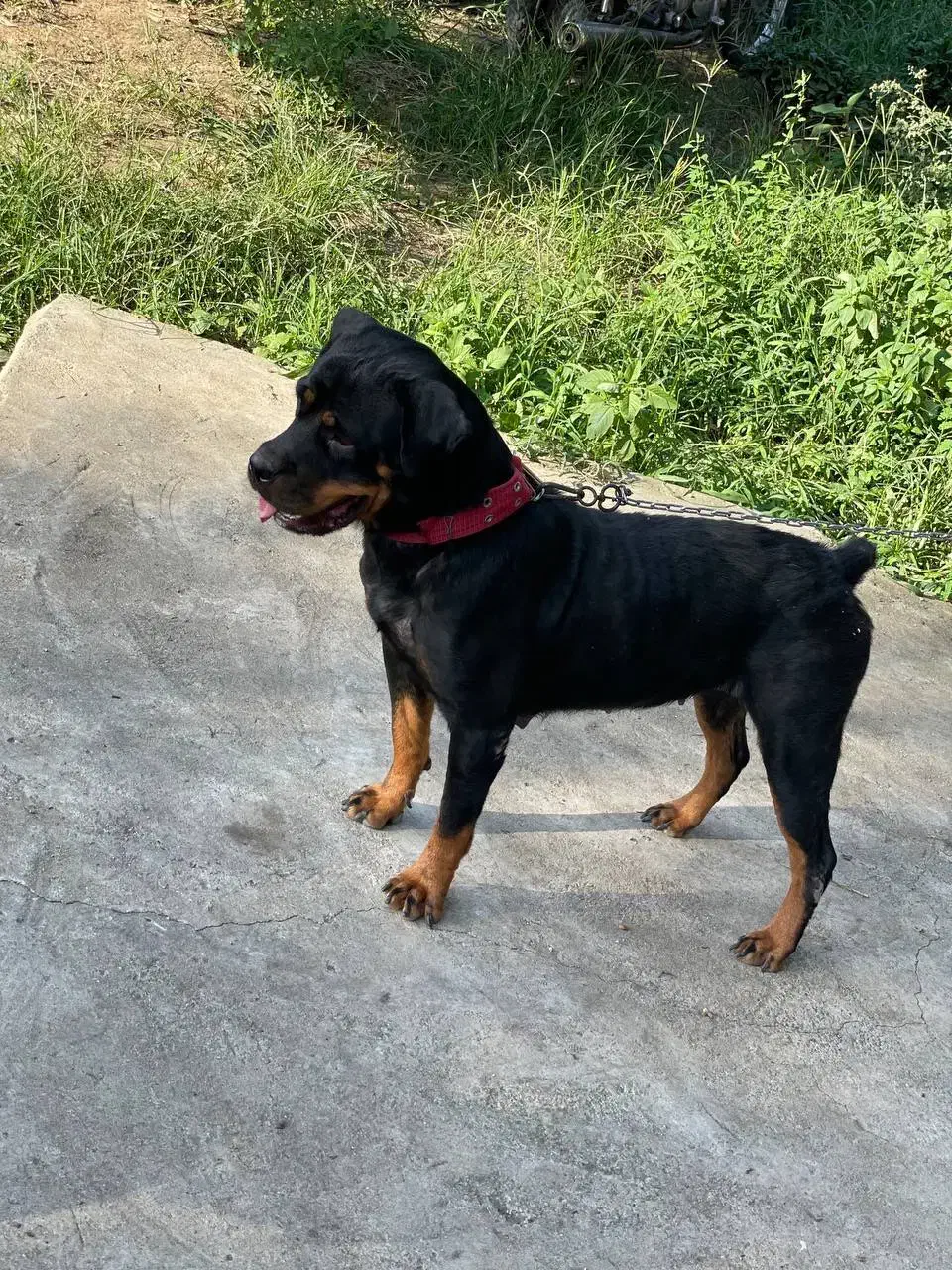 سگ روتوایلر|سگ|رحیمآباد, |دیوار