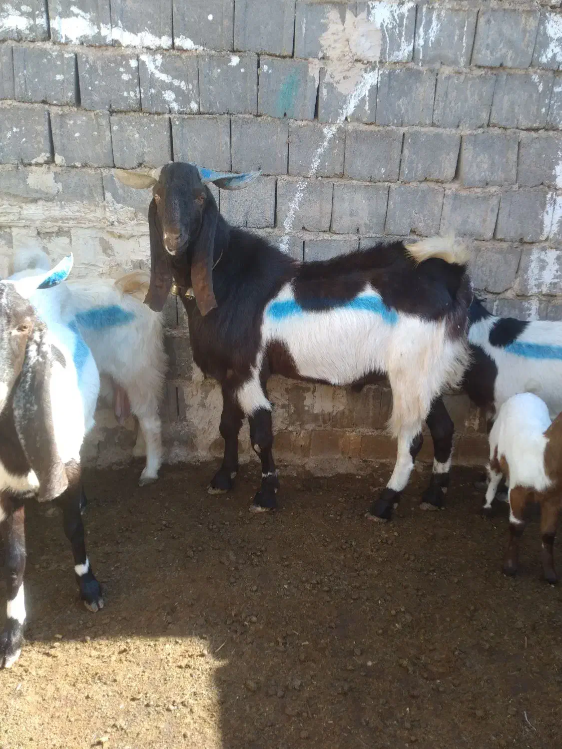 نربز|حیوانات مزرعه|تایباد, |دیوار