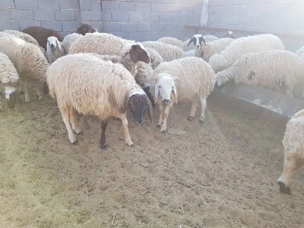 فروش ۵۰ راس بره چاق ۳۰ تا ۴۵کیلوگرم|حیوانات مزرعه|سیرجان, |دیوار