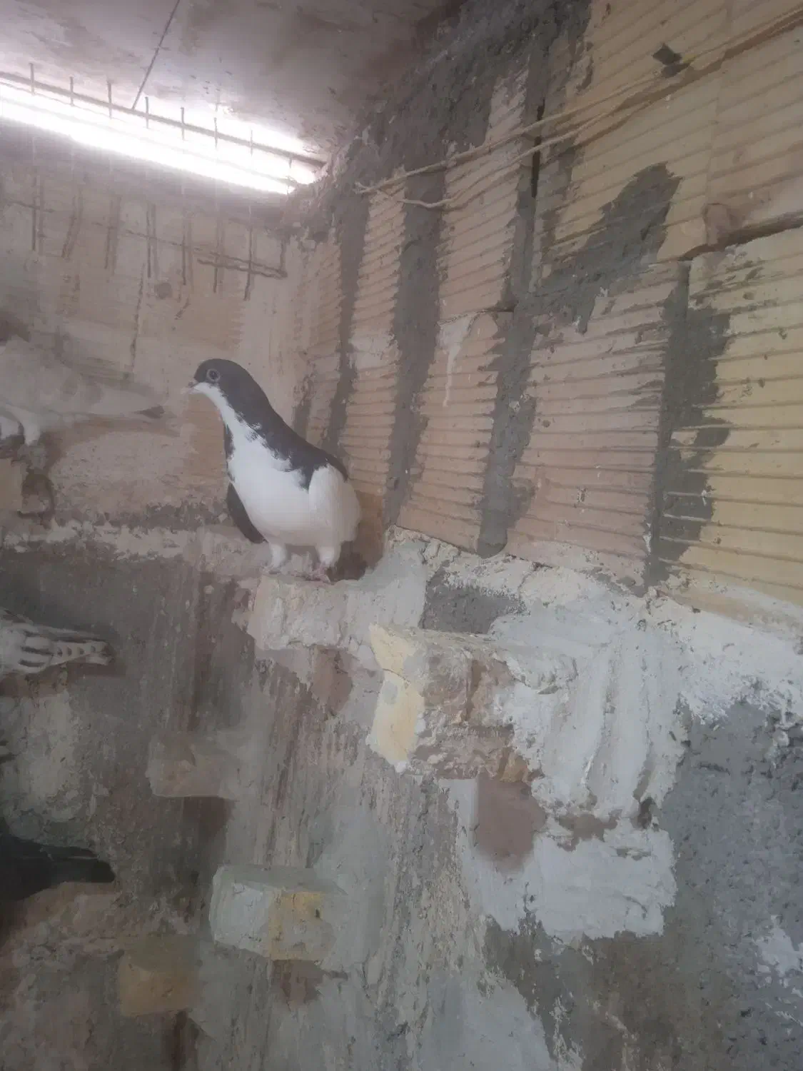 راست سیاه|پرنده|اقبالیه, |دیوار