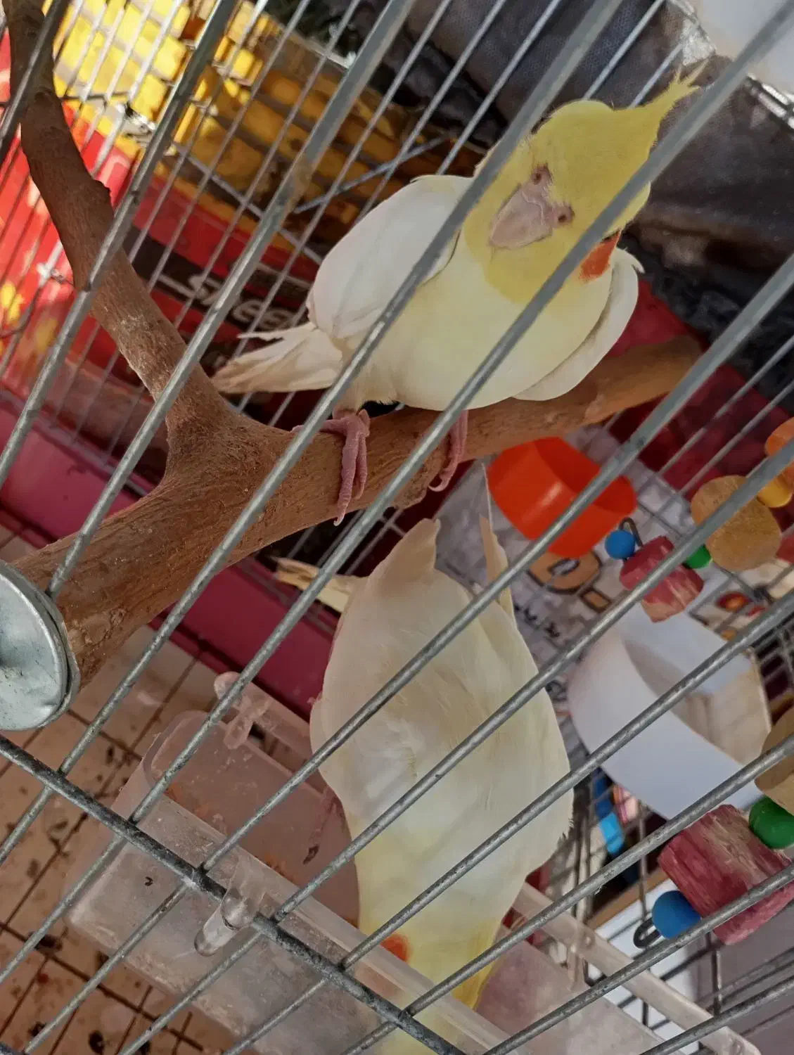 یک جفت عروس هلندی لوتینو|پرنده|شیراز, وزیرآباد|دیوار