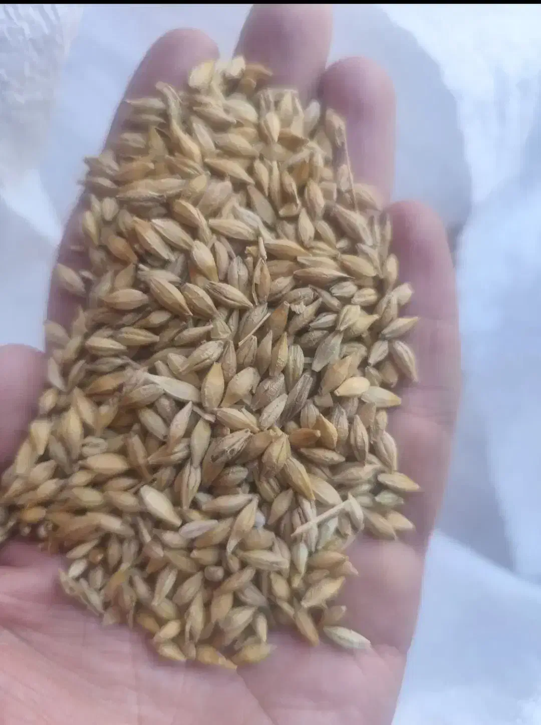 جو دولتی|خدمات باغبانی و درختکاری|بیرانوند, |دیوار