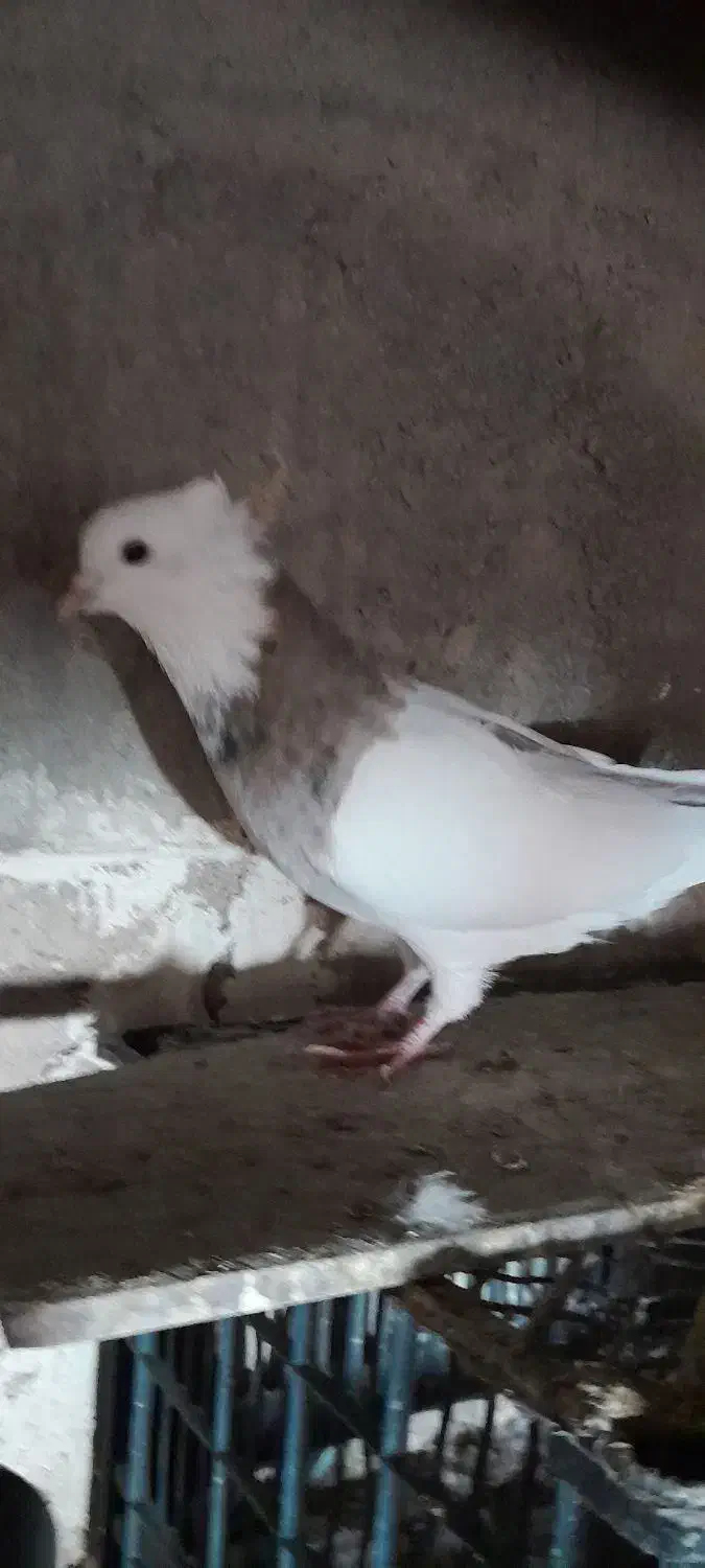 طوقی نر درشت و جوان|پرنده|سریش آباد, |دیوار