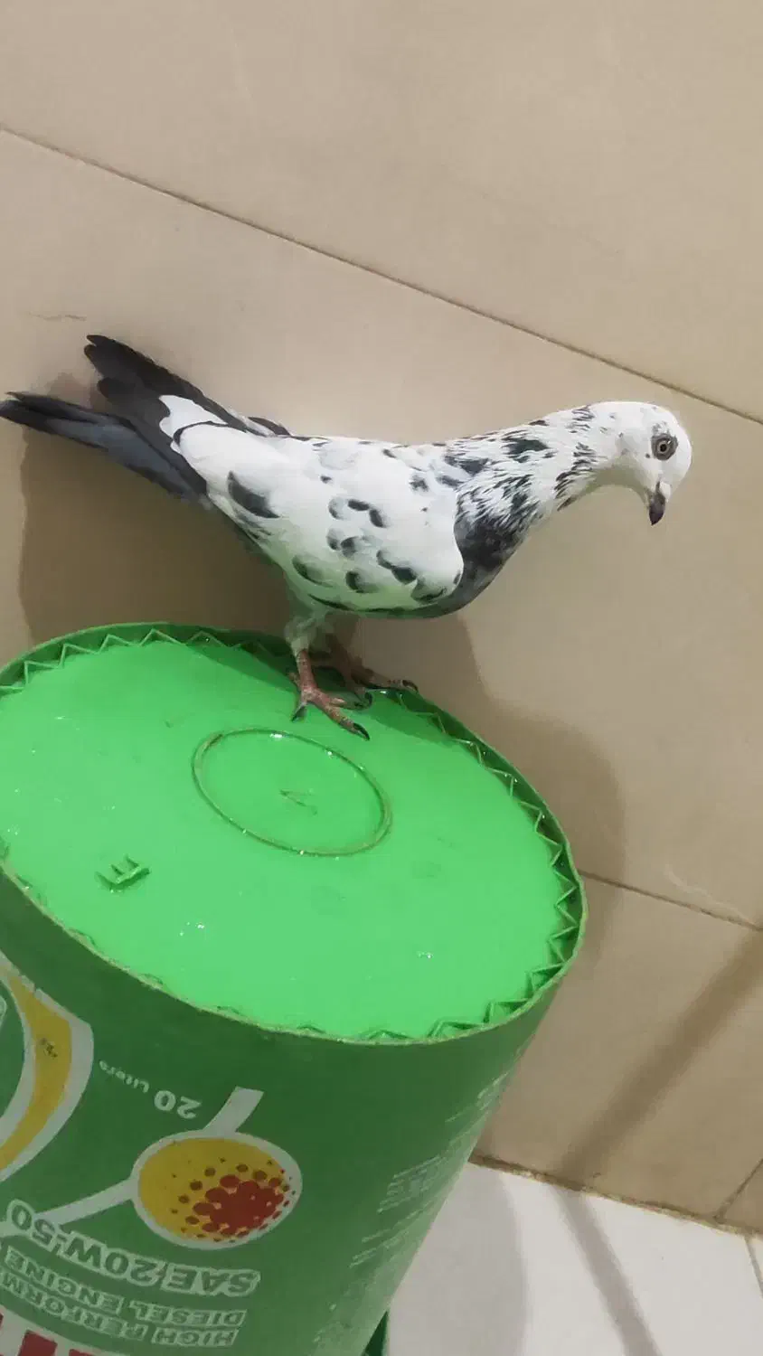 کفتر فروشی فوری|پرنده|شاهرود, |دیوار