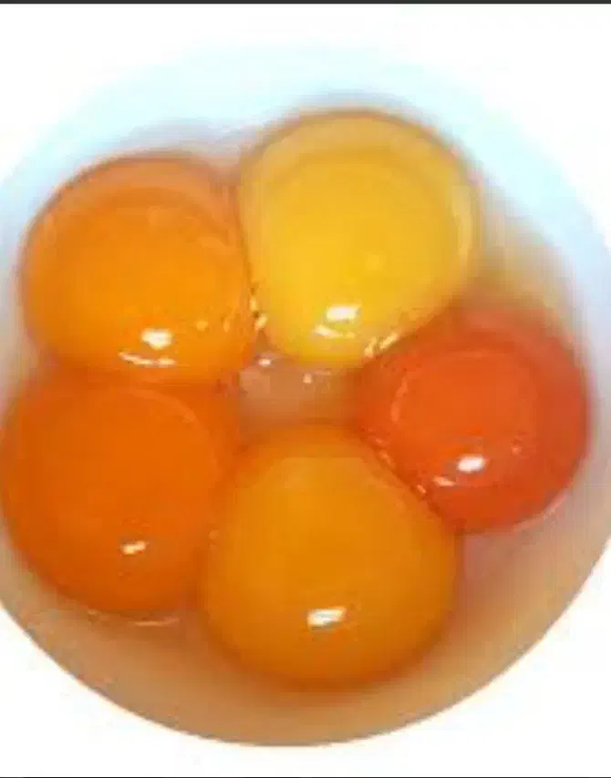 زرده تخم مرغ|خوردنی و آشامیدنی|قم, هفت تیر|دیوار