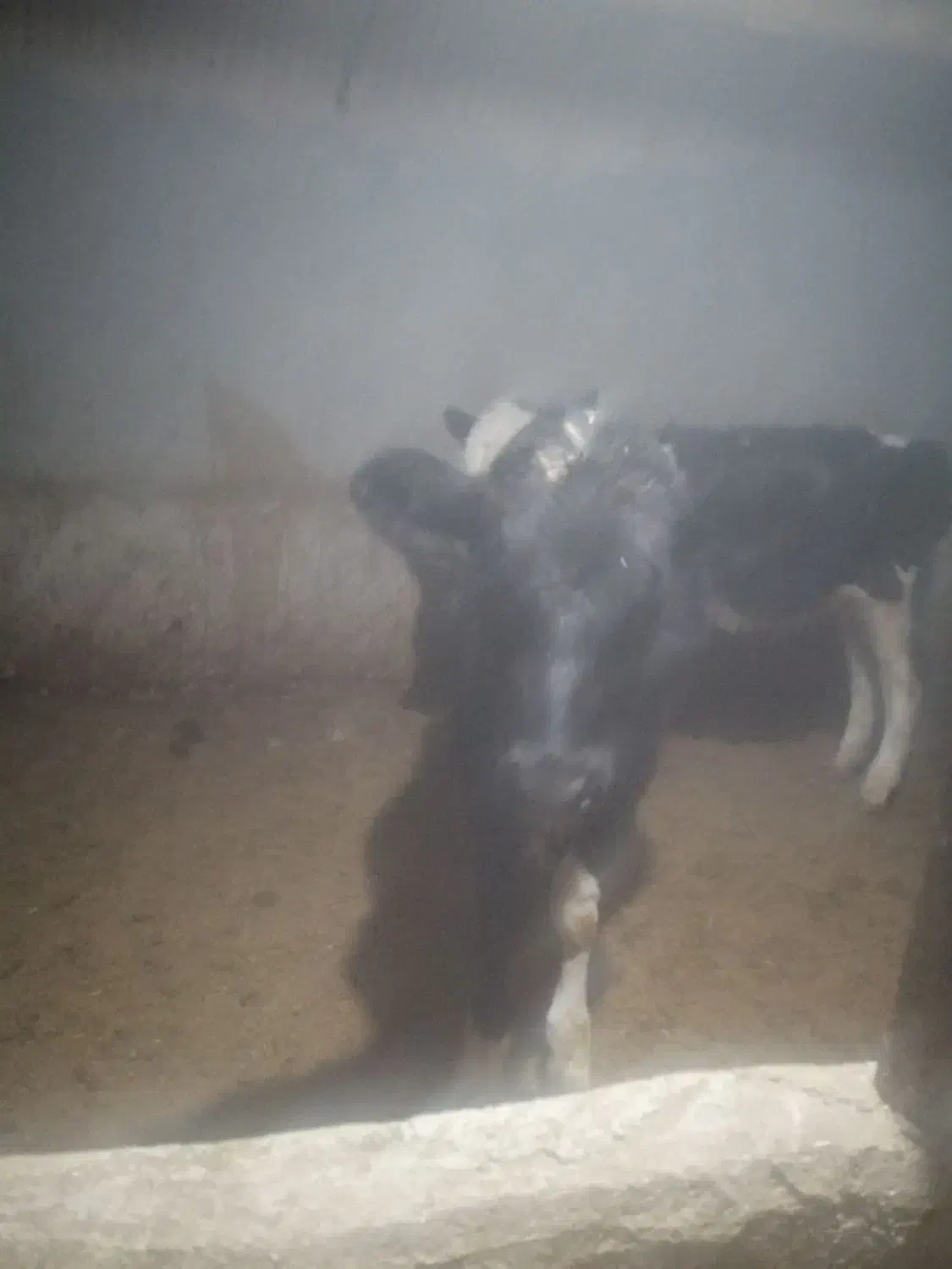 گاو و گوساله هلشتاین|حیوانات مزرعه|سردرود, |دیوار