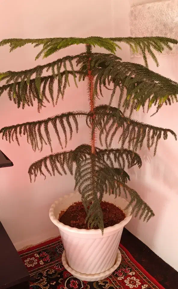 کاج مطبق بزرگ|گل و گیاه طبیعی|خسروشاه, |دیوار