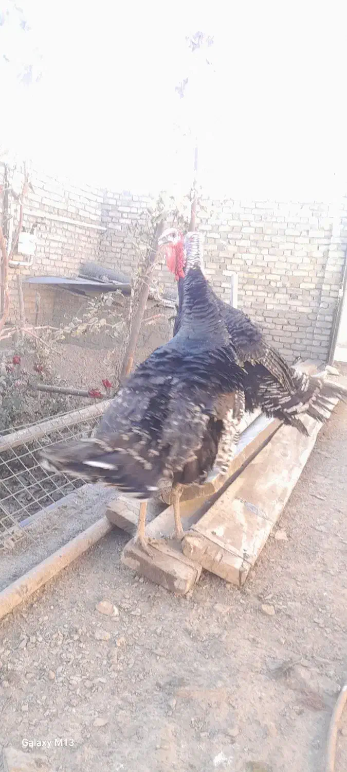 بوقلمون|حیوانات مزرعه|قیدار, |دیوار