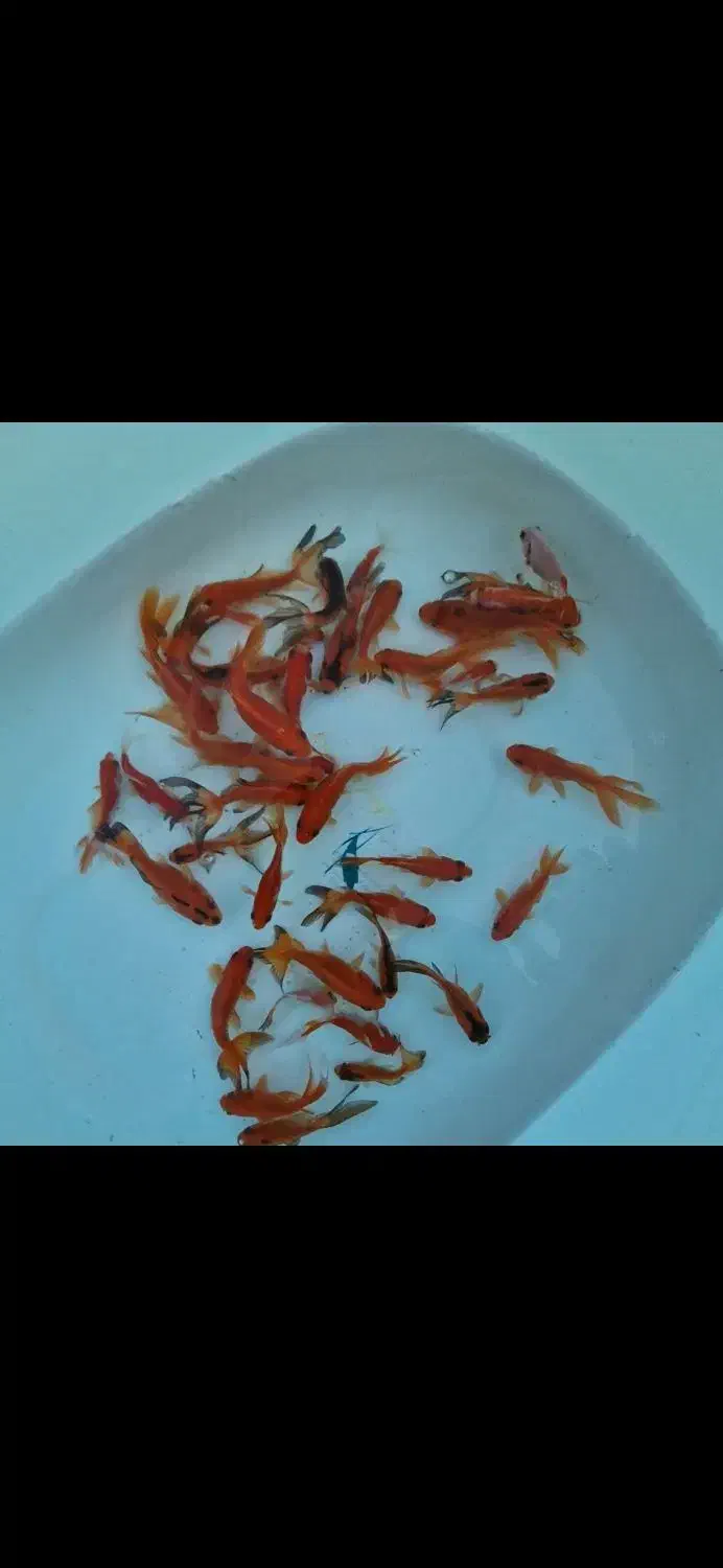 گلدفیش|ماهی|اردکان, |دیوار