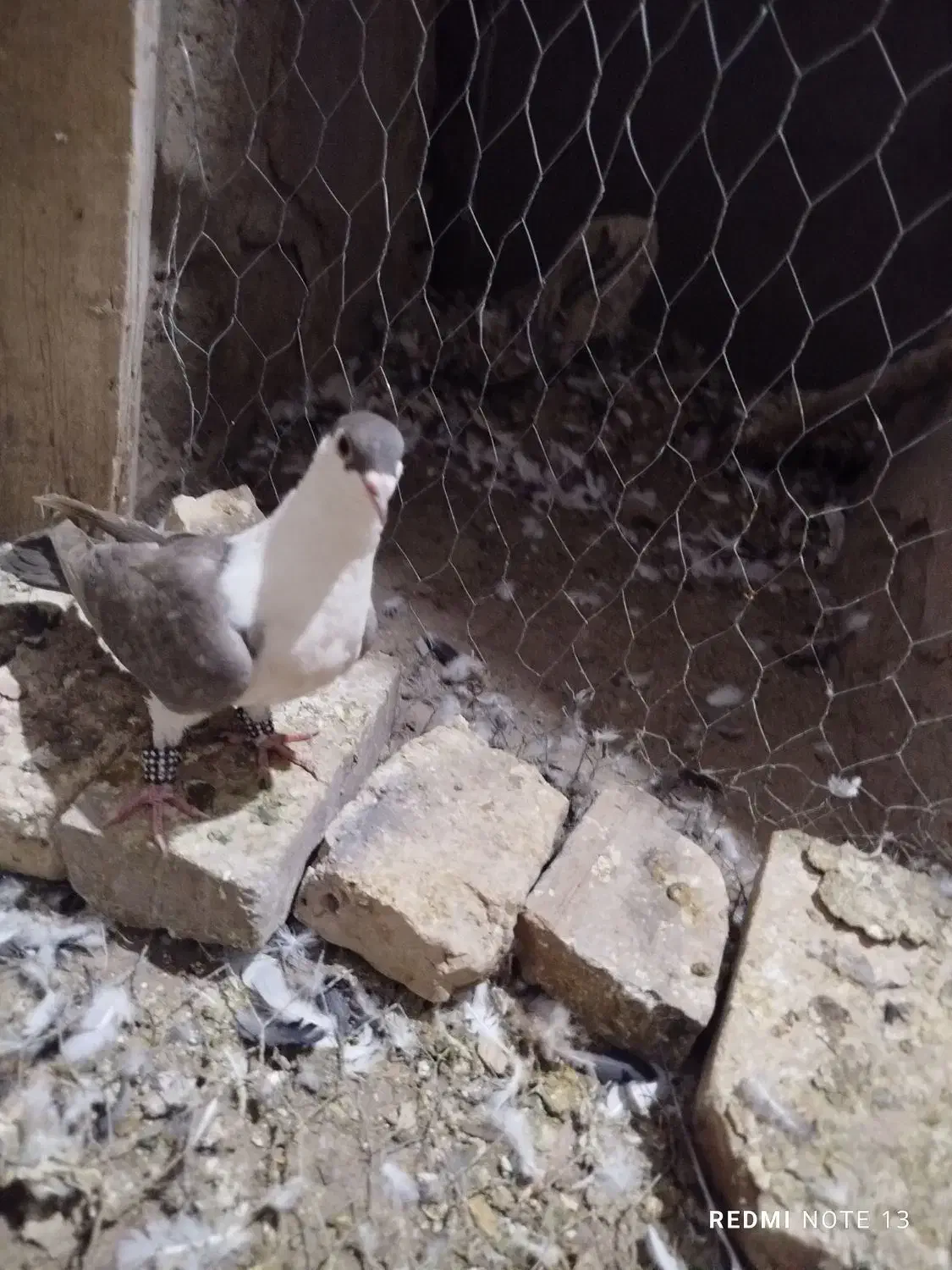 طوقی|پرنده|یزد, |دیوار