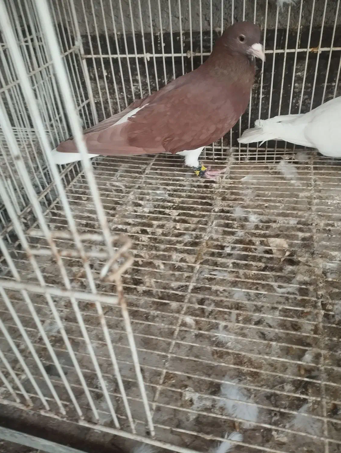 کفتر|پرنده|نیشابور, شهرک قدس|دیوار