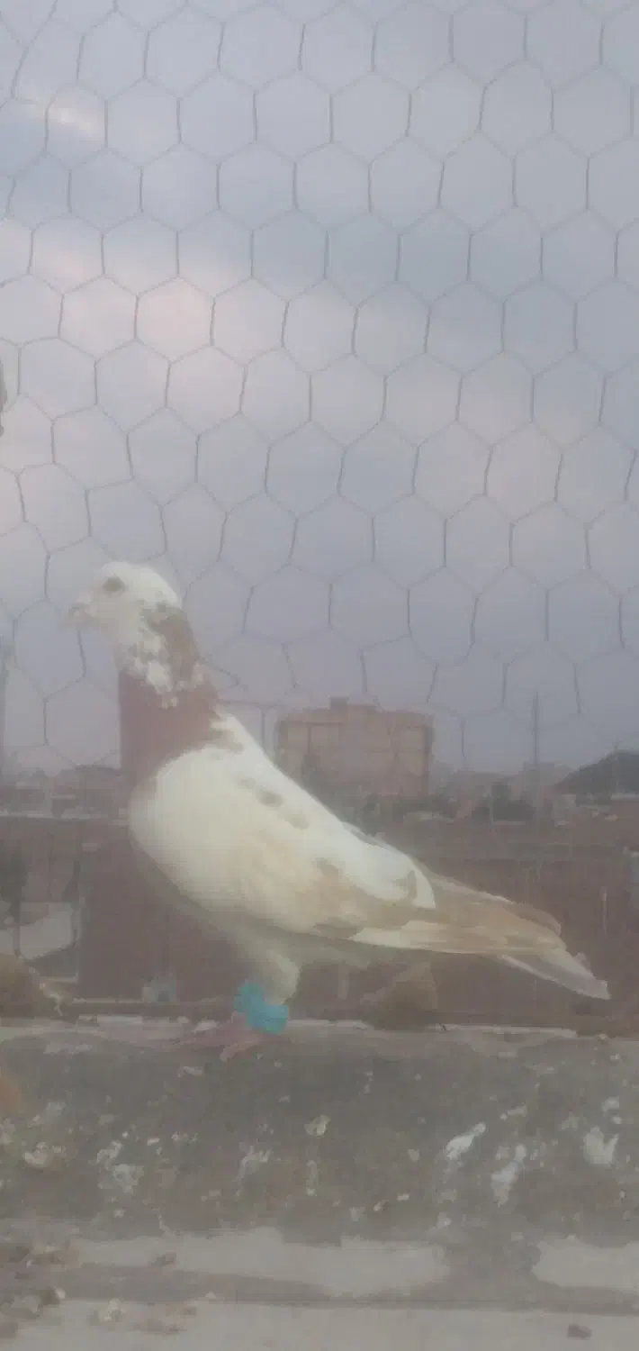 کبوتر|حیوانات|سبزوار, جهاد کشاورزی|دیوار