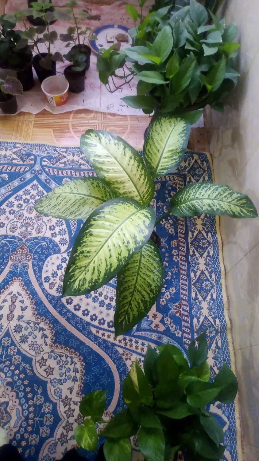 دیفن|گل و گیاه طبیعی|شبانکاره, |دیوار