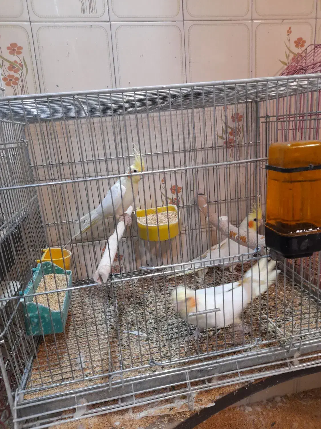 عروس هلندی مولدوتکفروشی|پرنده|بروجن, |دیوار